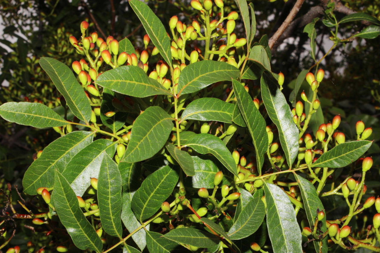 Pistacia terebinthus / Terebinto